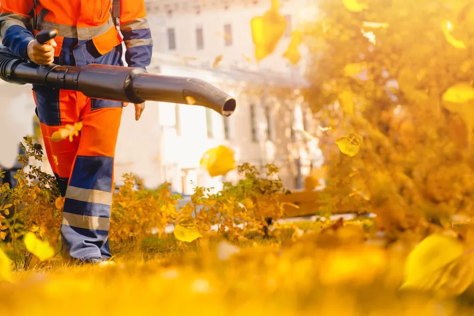 Low shot of worker in orange pants using leaf blower on yellow leaves.